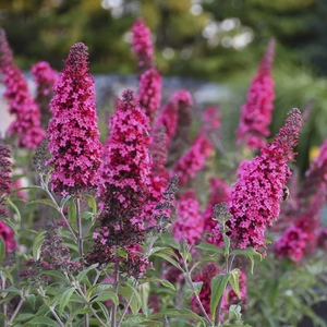 Picture -  Walter's Gardens Inc.