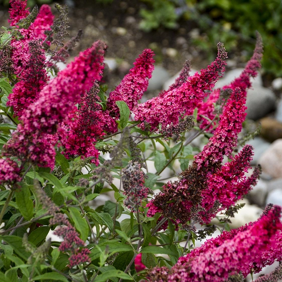 Picture -  Walter's Gardens Inc.