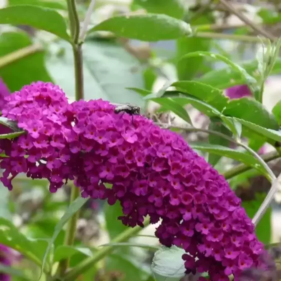 Buddleja davidii 'Royal Red'