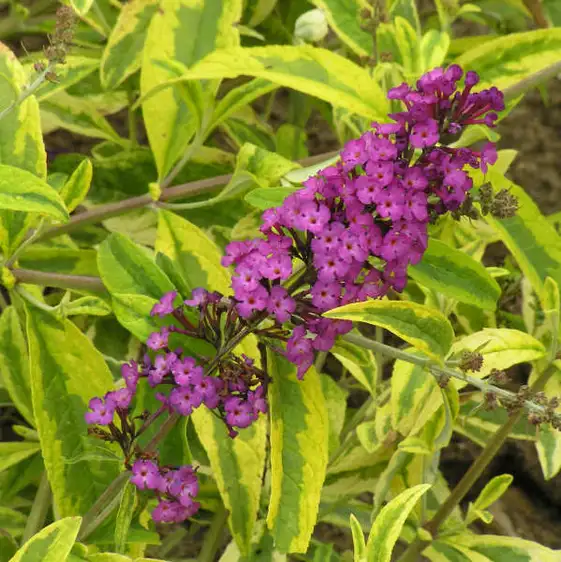 Buddleja davidii 'Santana' - image 1