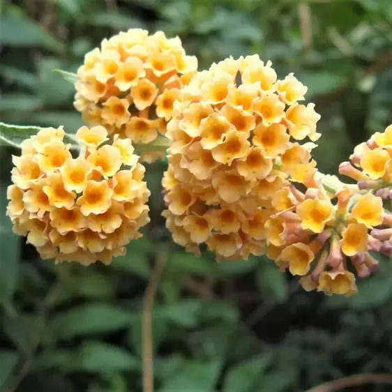 Picture Credit - Wikipedia