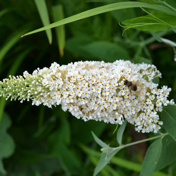 Buddleja davidii 'White Profusion'