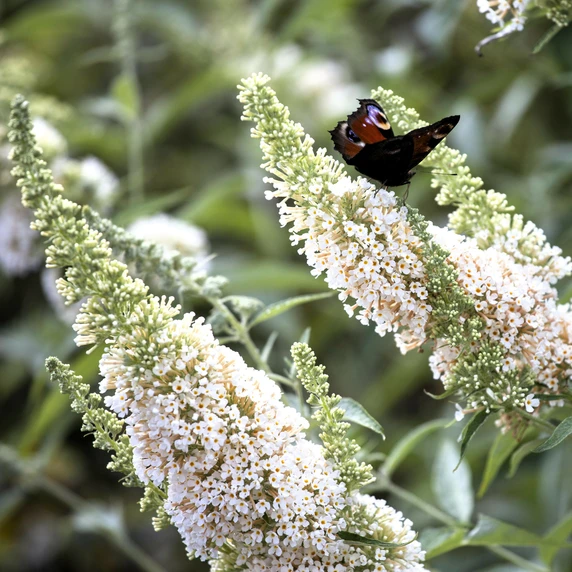 Buddleja davidii 'White Profusion'