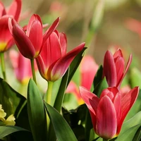 Bulbs A-Z