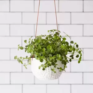 Burgon & Ball Hanging Pot 'Dot' - image 3