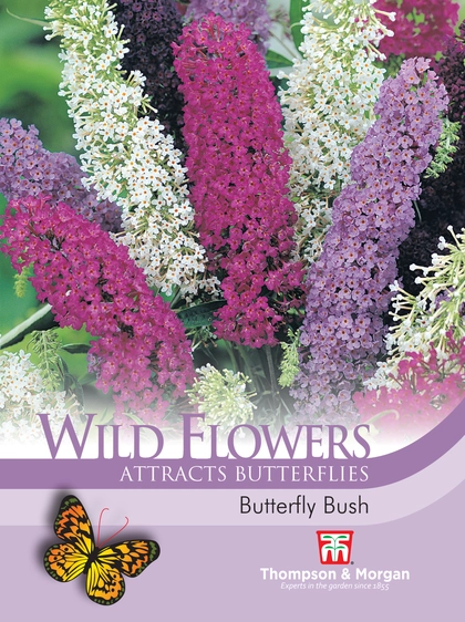 Butterfly Bush - image 1