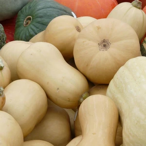 Butternut Squash 'Metro'