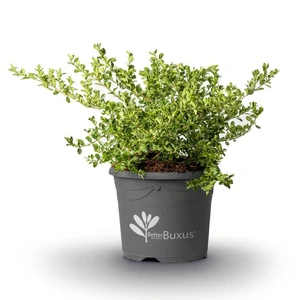 Buxus 'Babylon Beauty Glow' 5L