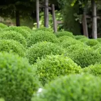 Buxus (Box)