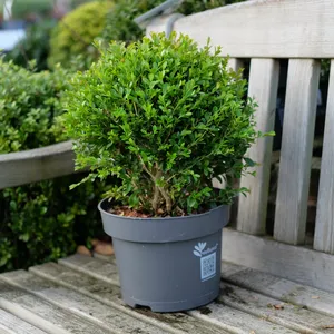 Buxus 'Heritage' Ball ∅30cm - image 1