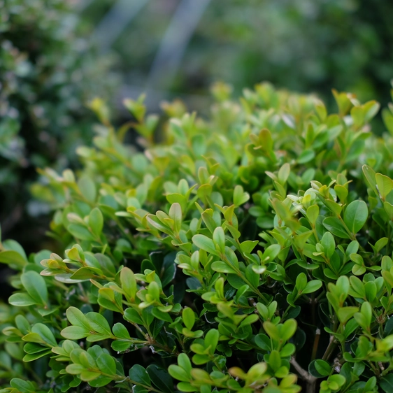 Buxus 'Heritage' Ball ∅30cm - image 2
