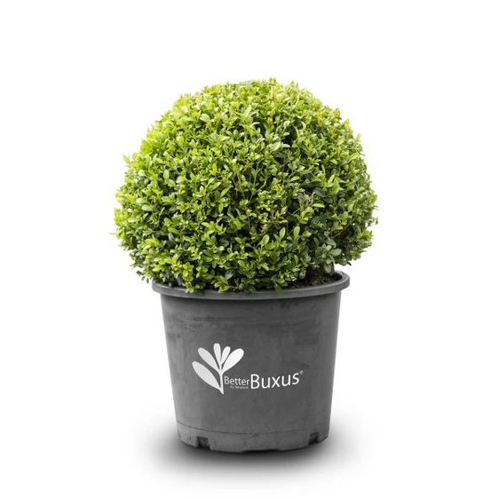 Image Credit: BetterBuxus®