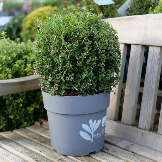 Buxus 'Renaissance' Ball ∅35cm - image 1