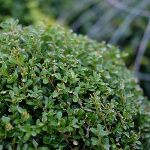 Buxus 'Renaissance' Ball ∅35cm - image 2