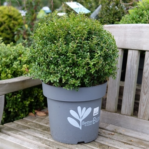 Buxus 'Renaissance' Ball ∅40cm