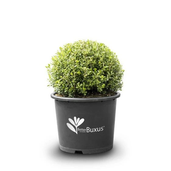 Image Credit: BetterBuxus®