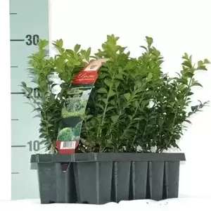 Buxus sempervirens 10 Pack