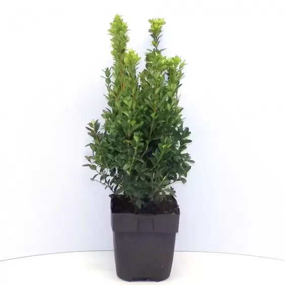 Buxus sempervirens 13cm - image 1