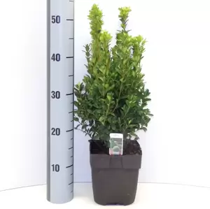 Buxus sempervirens 13cm - image 2