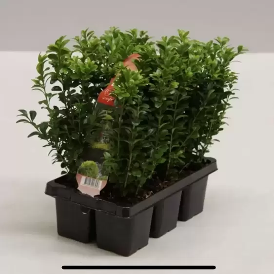 Buxus sempervirens 6 Pack