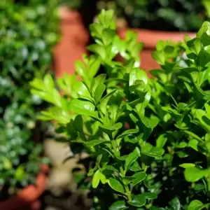 Buxus sempervirens 6 Pack XL - image 2