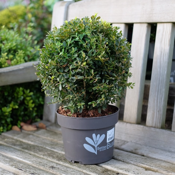 Buxus 'Skylight' ∅25cm - image 1