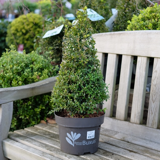 Buxus 'Skylight' Pyramid 50cm - image 1