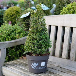 Buxus 'Skylight' Pyramid 50cm