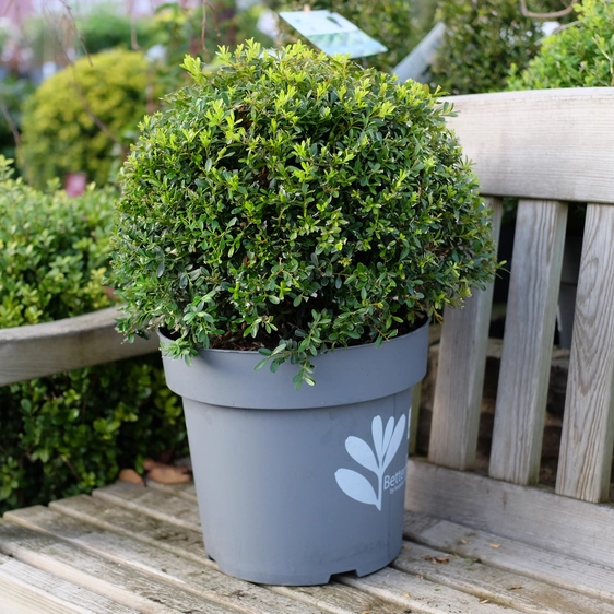 Buxus 'Skylight' Ball ∅40cm - image 1