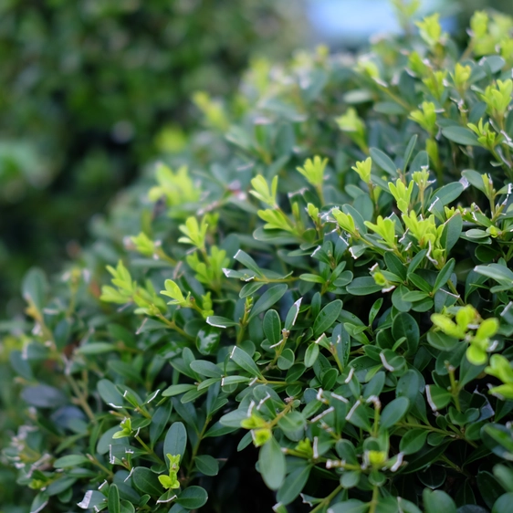 Buxus 'Skylight' ∅25cm - image 2