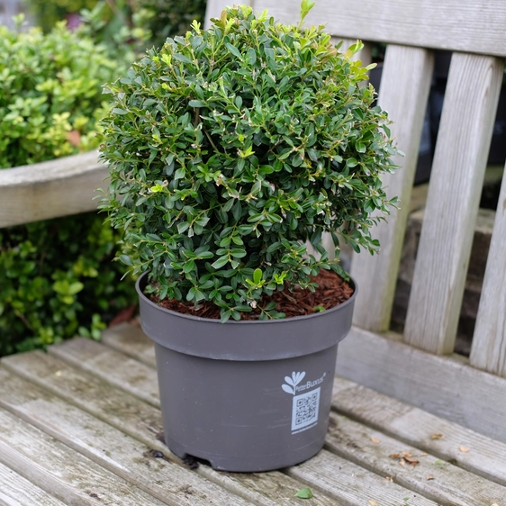 Buxus 'Skylight' Ball ∅30cm - image 1