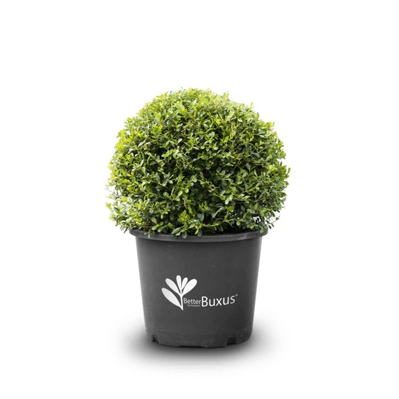 Image Credit: BetterBuxus®