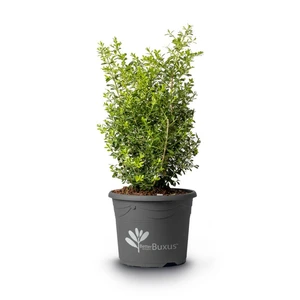 Buxus 'Skylight' 5L Pyramid