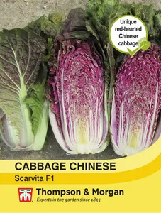 Cabbage Chinese Scarvita F1 - image 1