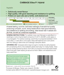 Cabbage Elisa F1 - image 2
