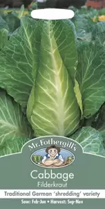 Cabbage Filderkraut - image 1