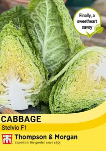 Cabbage (Pointed Savoy) Stelvio F1 Seeds - image 1
