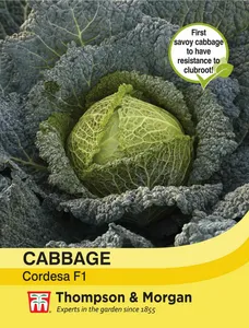 Cabbage Savoy Cordesa F1 - image 1
