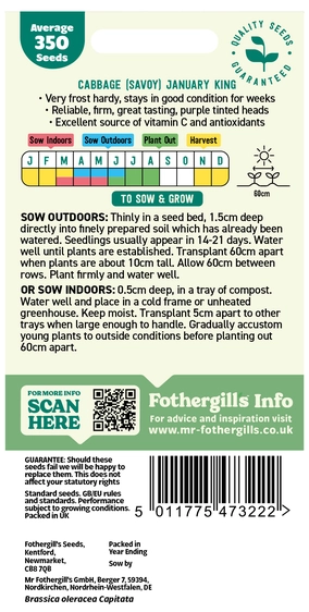 Cabbage (Savoy) January King 3 - image 2