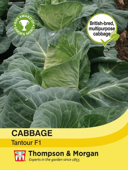 Cabbage Tantour F1 - image 1