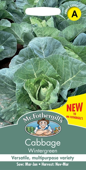 Cabbage Wintergreen - image 1