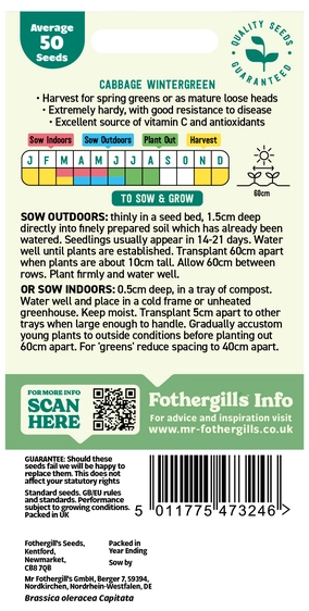 Cabbage Wintergreen - image 2