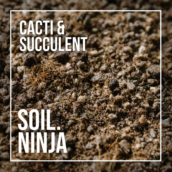 Cacti & Succulent Soil Mix Blend 2.5L - image 2