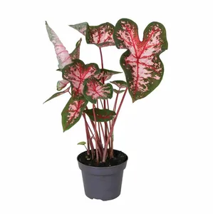 Caladium 'Carolyn Whorton' - image 2