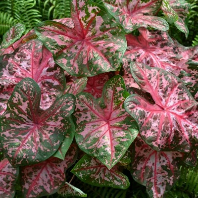 Caladium 'Carolyn Whorton' - image 1