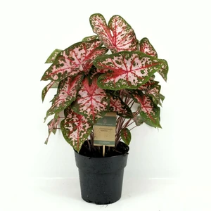 Caladium 'Carolyn Whorton'