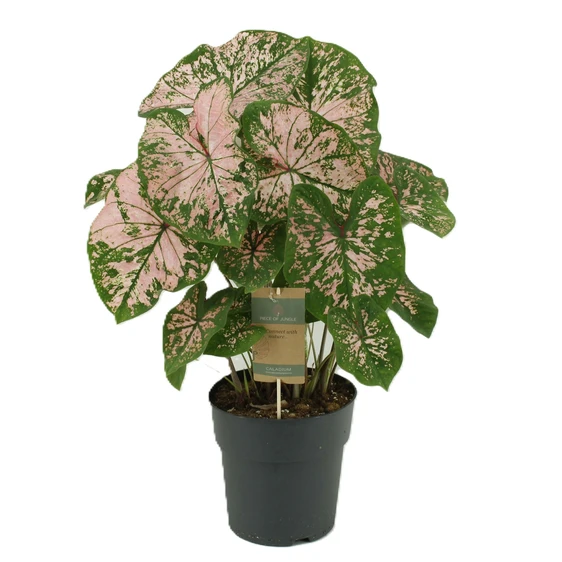 Caladium 'Florida Elise'