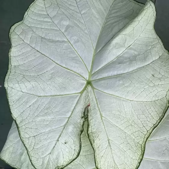 Caladium 'Florida Moonlight' - image 2