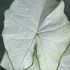 Caladium 'Florida Moonlight' - image 2