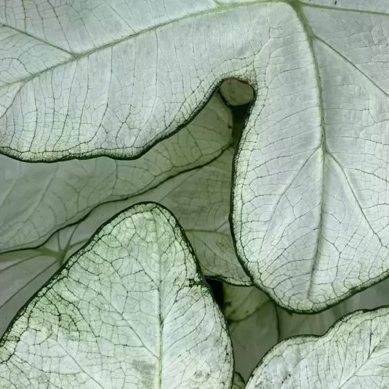 Caladium 'Florida Moonlight' - image 3